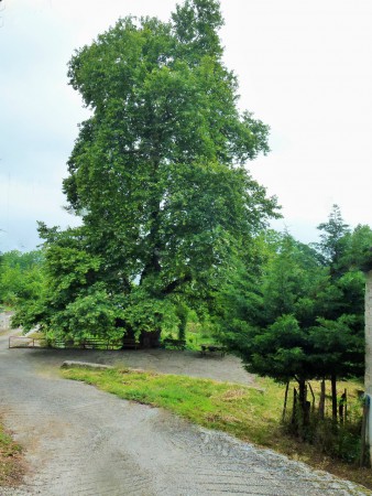 ο Πλάτανος στη μεγάλη βρύση